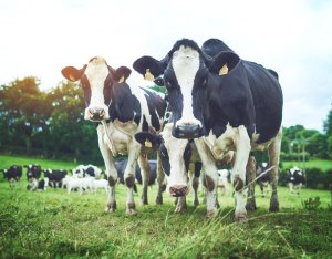 Weathering the Storms: Rabobank dairy forecast