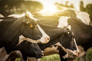 Sustainable Financial Framework for Fonterra