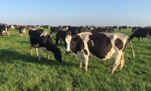 Dairy processors to amend contracts with farmers