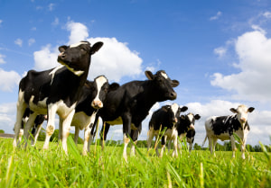 ACCC penalty for Dairy Farmers 