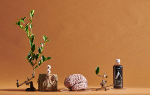 The brain food berry