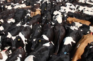 A volatile time for dairy