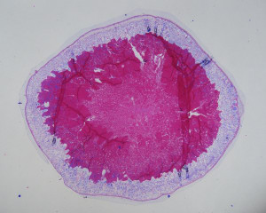 Healthier grains on the way 