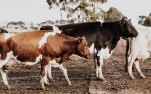 $55m organic dairy facility breaks ground