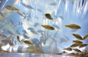 FRDC Research Advisory Committee: Apply now!