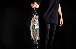 Murray cod: Australia’s “magnificent icon”