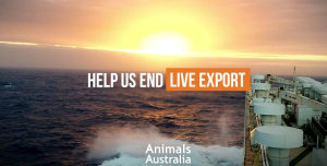 MP to introduce bill to ban live sheep exports