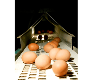 Farm Pride Foods wins cage-free deal