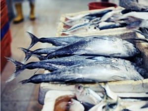 A great catch for fish importer