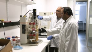 Ocean organism could be key to animal-free meat
