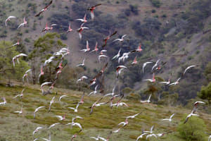 ATSB study shows Birdstrikes on the Rise