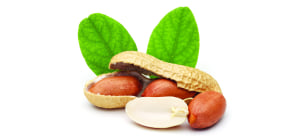 Nutting out a new solution