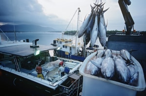 Aquaculture forecast to lift seafood value to $3.63bn