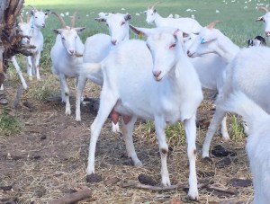 Goat's milk formula tipped to grow