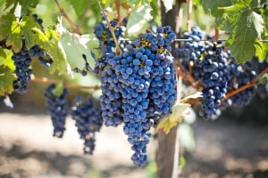 Flavourful rewards for delayed grape ripening 