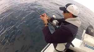 VIDEO: How to catch monster groper