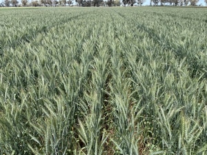Allied Pinnacle secures patents to CSIRO wheat