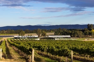 Treasury Wine buys Accolade cool climate vineyard