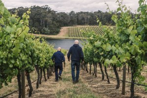 Report: Sustainability motivating wine producers