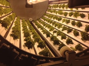 AgTech, fresh produce joint venture "close"