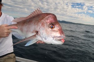 Berkley Shimma Big Red review