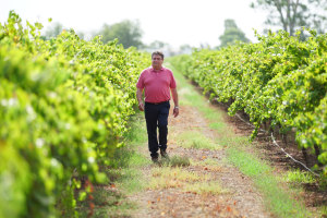 Casella Family Wines to sell 35 vineyards