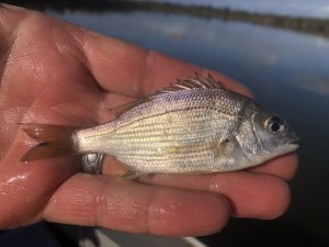 New slot limit for black bream in Gippsland Lakes plan