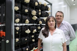South Australia's mushroom success 