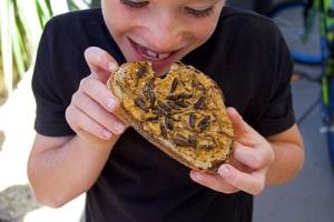 Creature comfort: CSIRO's edible insect roadmap
