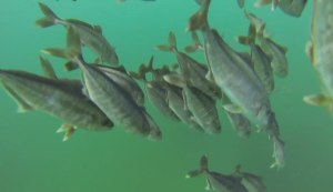 VIDEO: NSW DPI - Fisheries: The Fishing Stream &ndash; yellowtail kingfish 