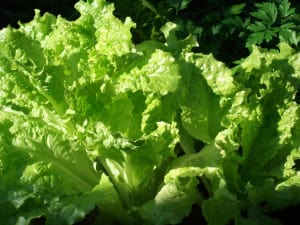 'Probiotics' may be used to protect salads from salmonella