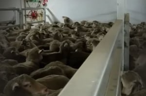 Live export industry regulation review released