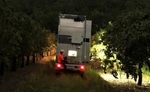 World first mango innovation bears fruit