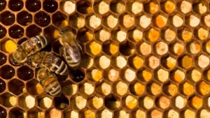 Manuka honey advocates push for authenticity