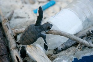 Amcor and others join WWF-led ReSource: Plastic 