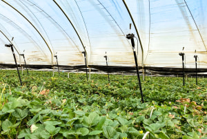 Farming with AI: Research for better food production