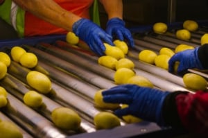Mitolo sells stake to Canadian pension fund