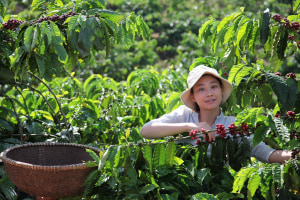 Nescafé outlines regenerative farming plan