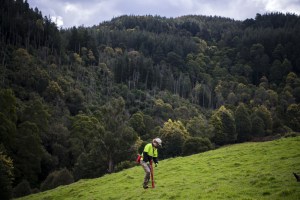 Nestlé: 10m trees in Australia by 2025