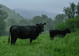 NZ agtech company raises $315m for Australian expansion