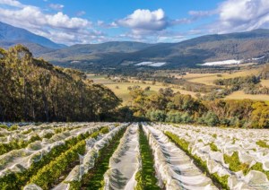 Yarra Valley claims first-time Pinot Noir Challenge title 