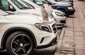 Driver denied no-fault cover after swerving to avoid bird