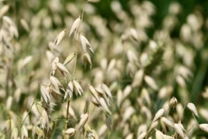 Oats research provides coeliac solution
