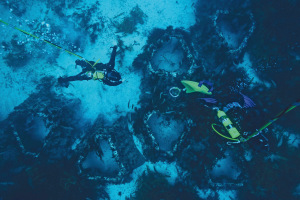 Ocean Grown Abalone worth tens of millions in exports