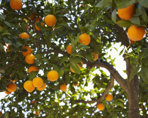 Indonesia partnership hailed a massive win