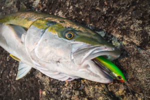 Halco Slidog 125 stickbait review