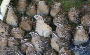 A quail of a time