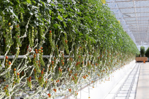 Consortium invests in Perfection Fresh
