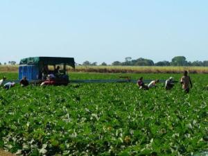 Backpacker tax under review