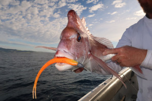 Berkley Powerbait 8-inch Jerkshad review